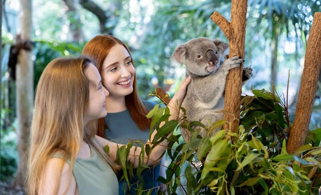 Koala Moment - Meet a Koala